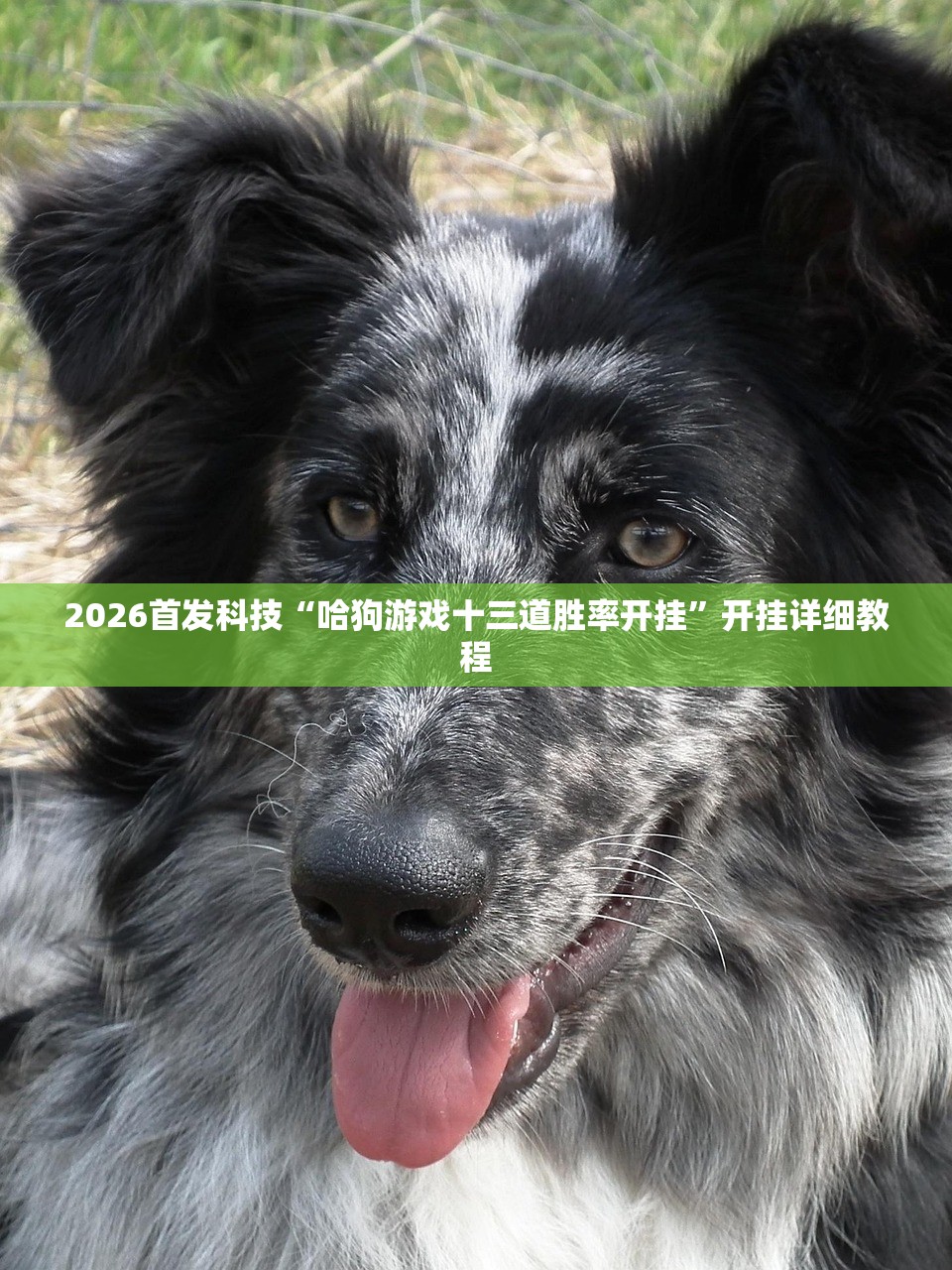 2026首发科技“哈狗游戏十三道胜率开挂”开挂详细教程