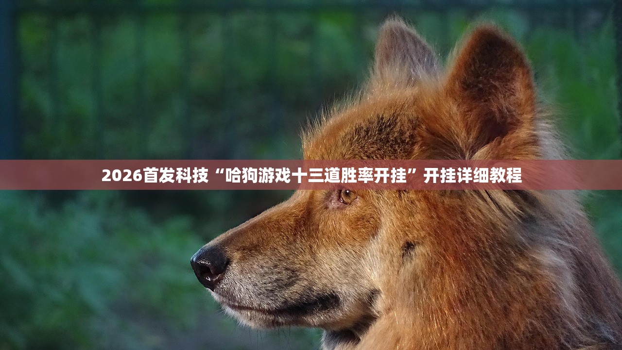 2026首发科技“哈狗游戏十三道胜率开挂”开挂详细教程