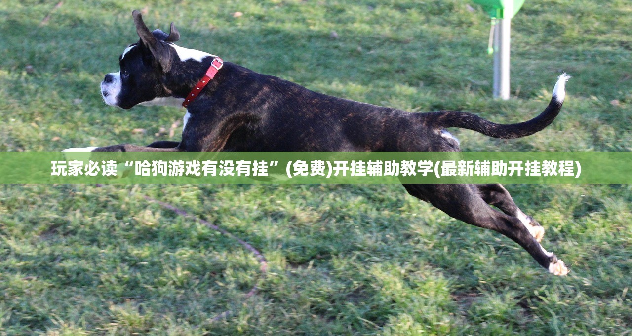 玩家必读“哈狗游戏有没有挂	”(免费)开挂辅助教学(最新辅助开挂教程)