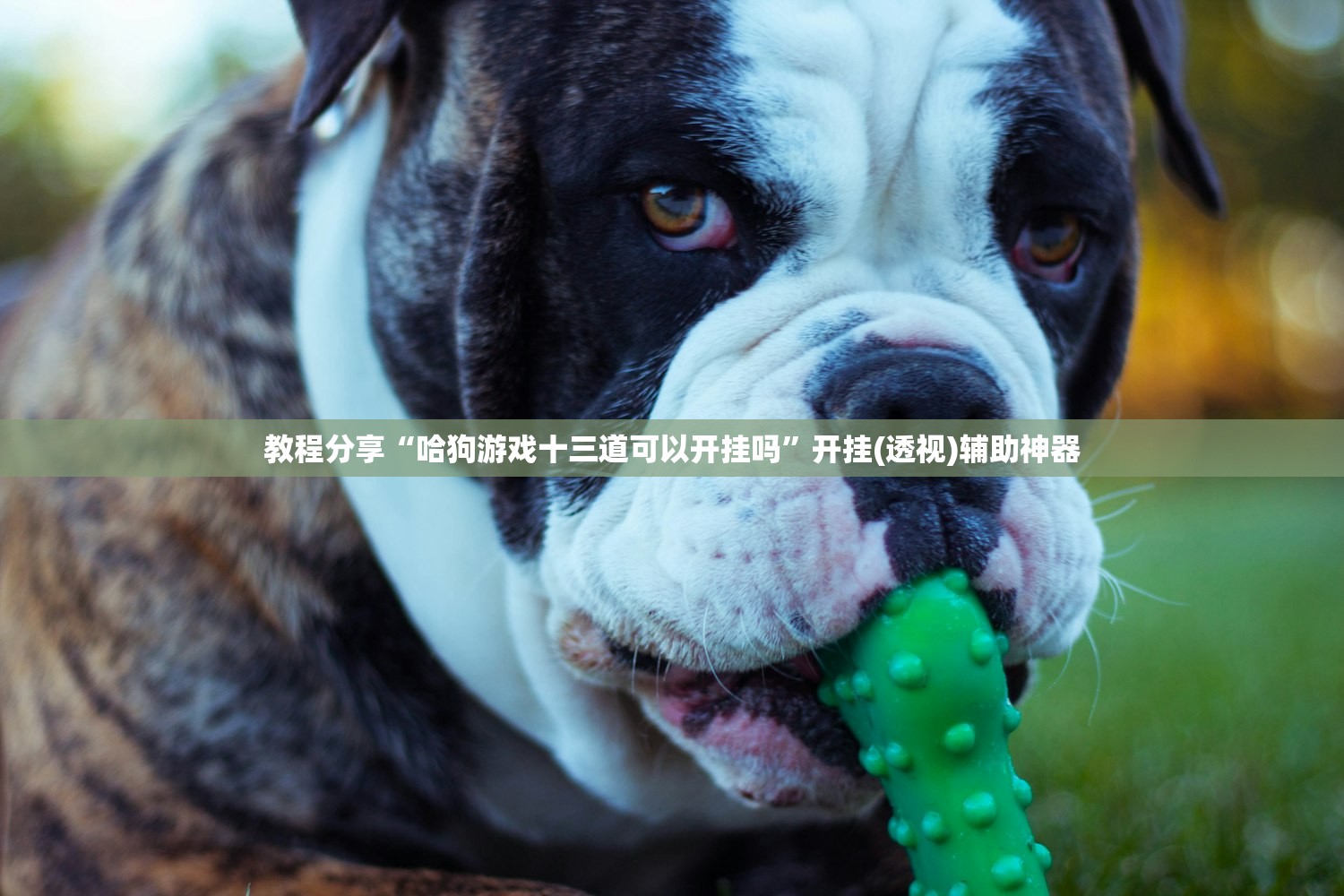 教程分享“哈狗游戏十三道可以开挂吗”开挂(透视)辅助神器