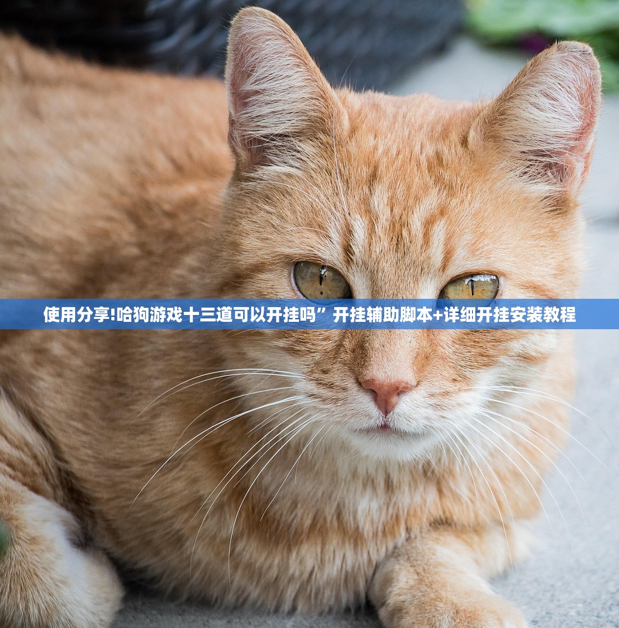 教程更新!：九方大厅到底有没有挂”其实确实有挂