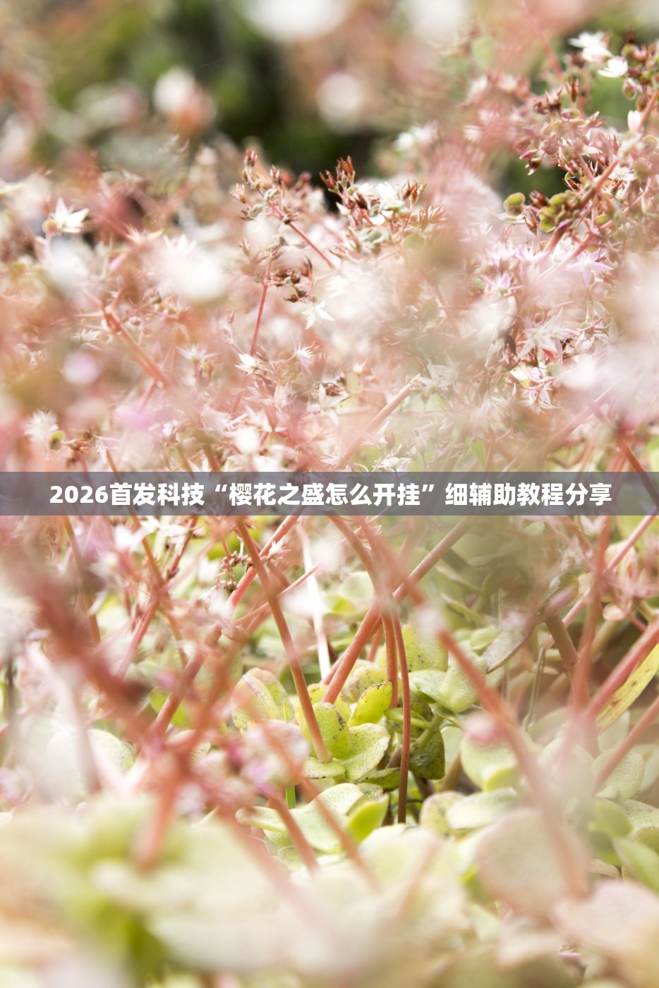 2026首发科技“樱花之盛怎么开挂”细辅助教程分享
