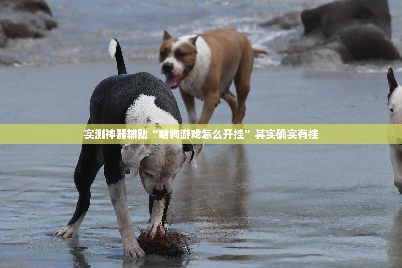 实测神器辅助“哈狗游戏怎么开挂”其实确实有挂