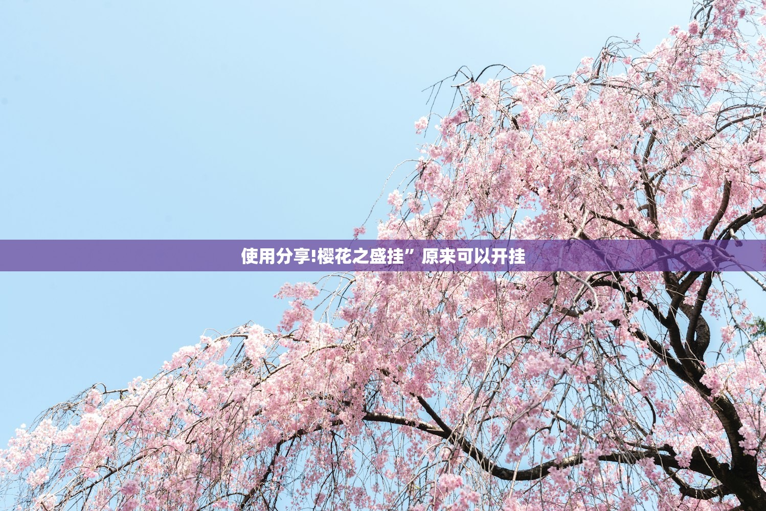 使用分享!樱花之盛挂”原来可以开挂