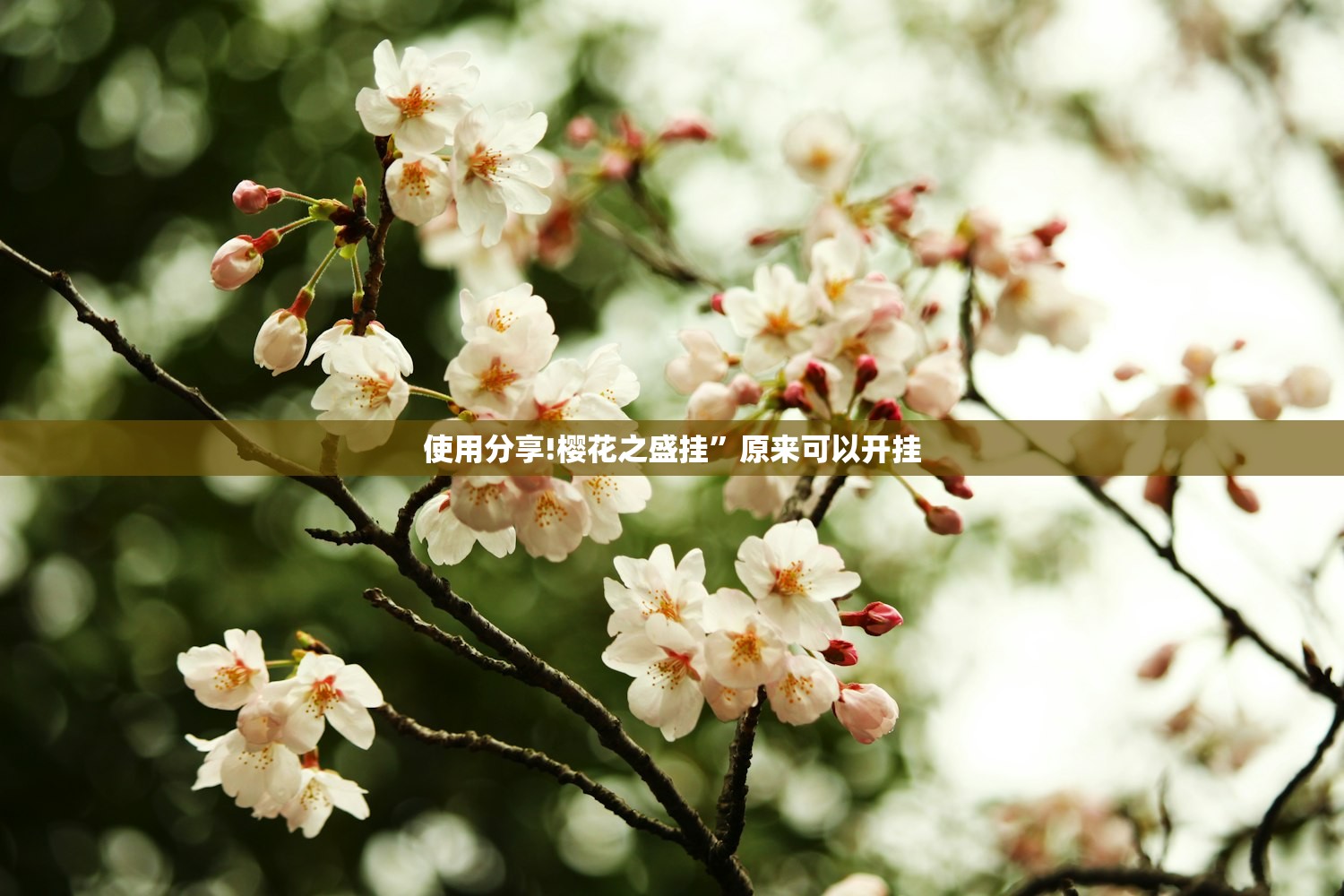 使用分享!樱花之盛挂	”原来可以开挂