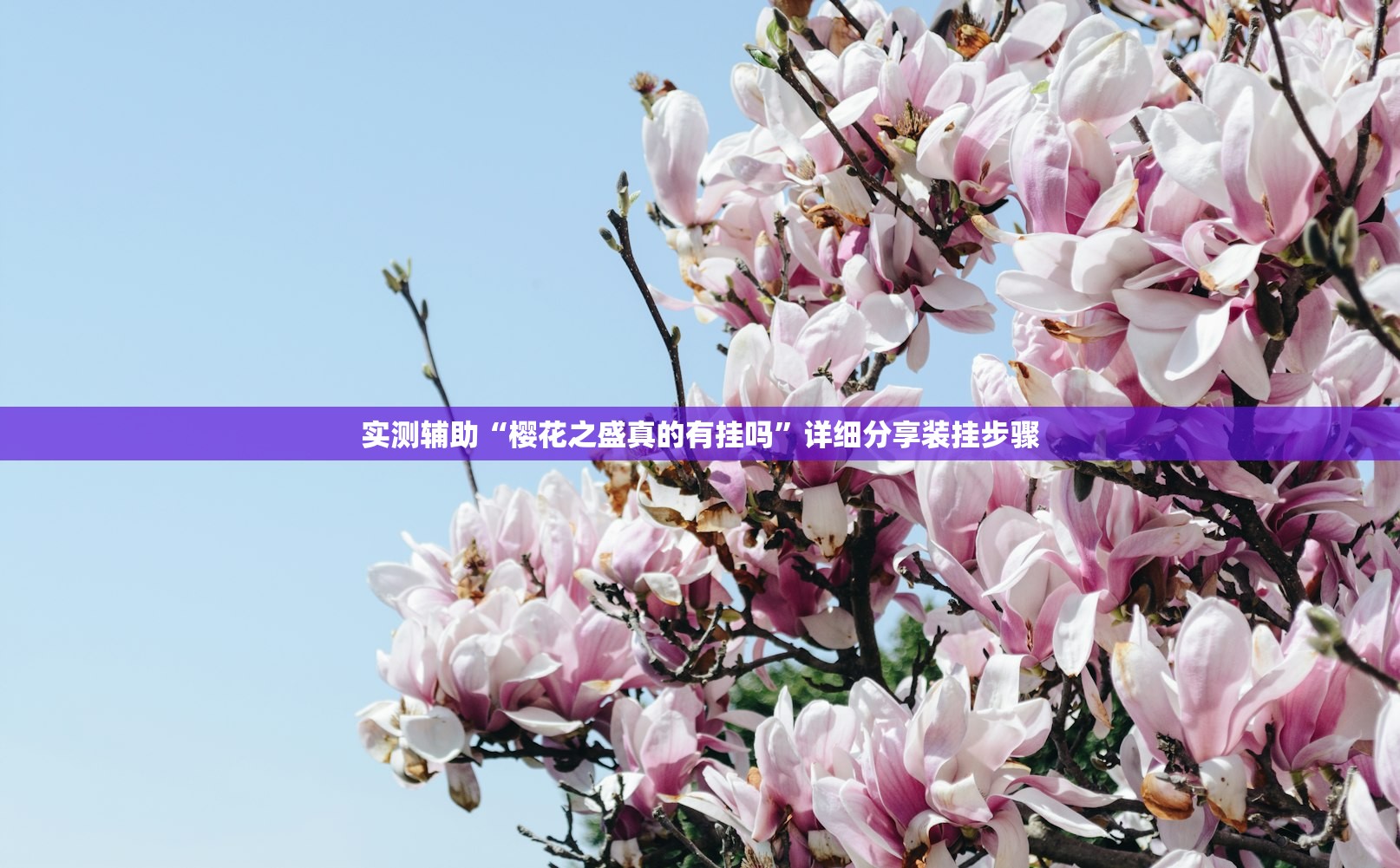 实测辅助“樱花之盛真的有挂吗”详细分享装挂步骤