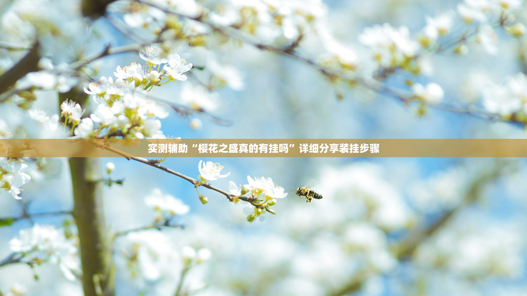 实测辅助“樱花之盛真的有挂吗”详细分享装挂步骤