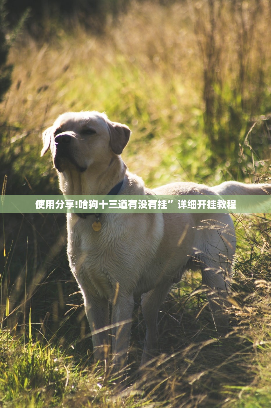 使用分享!哈狗十三道有没有挂”详细开挂教程