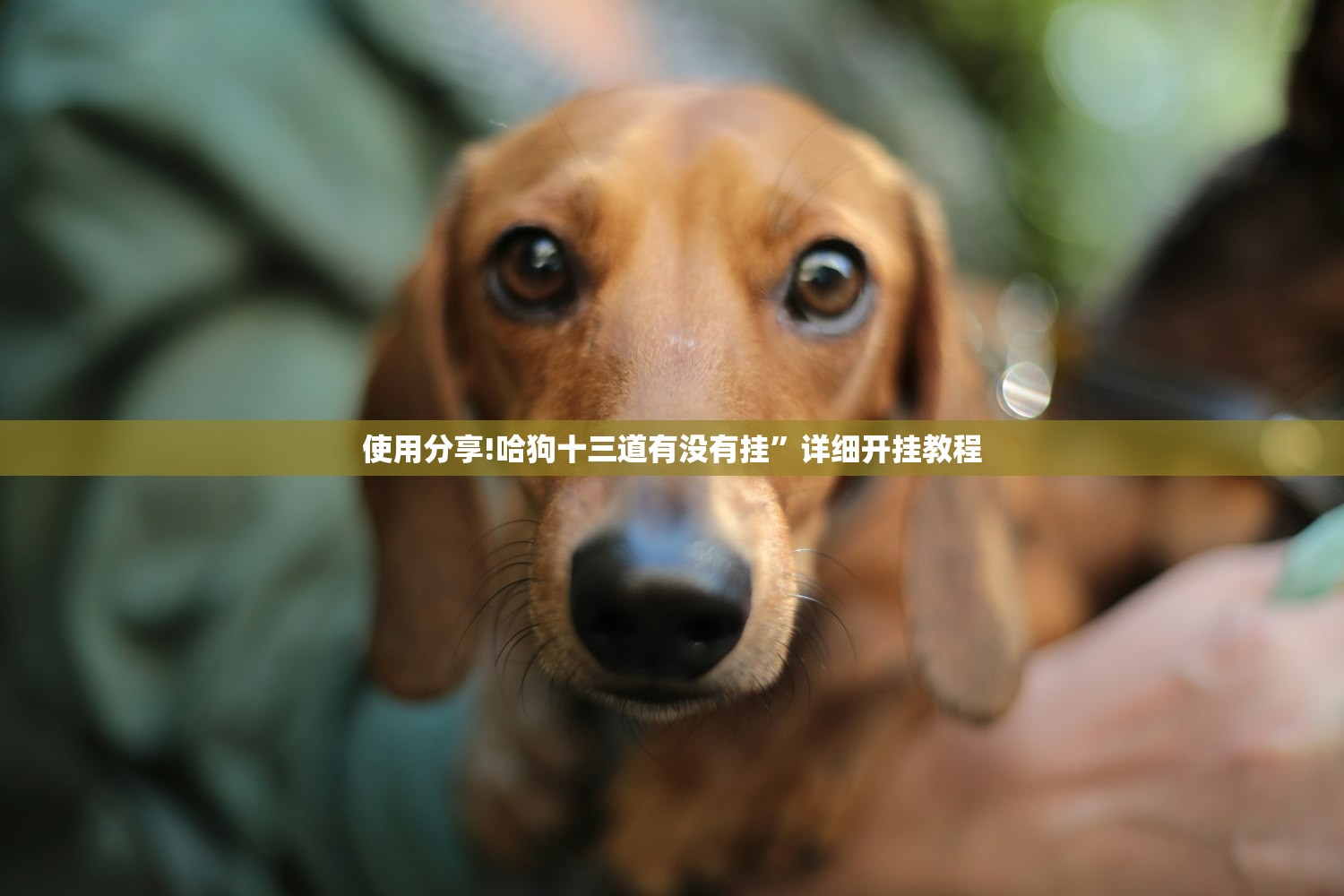 使用分享!哈狗十三道有没有挂	”详细开挂教程
