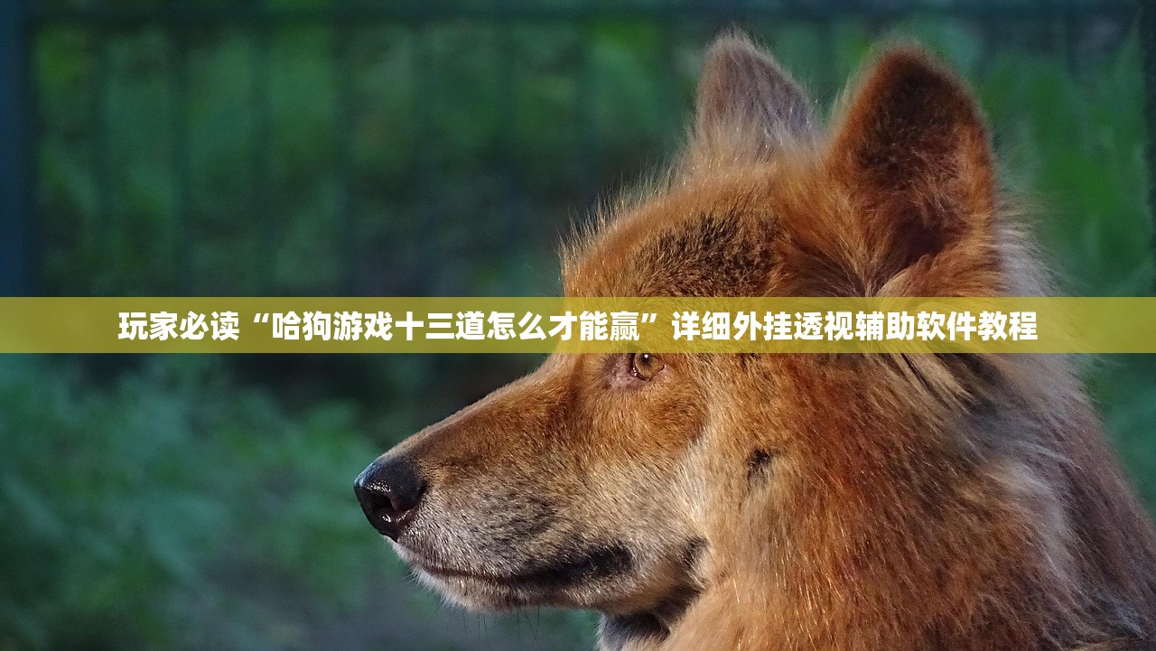 玩家必读“哈狗游戏十三道怎么才能赢”详细外挂透视辅助软件教程