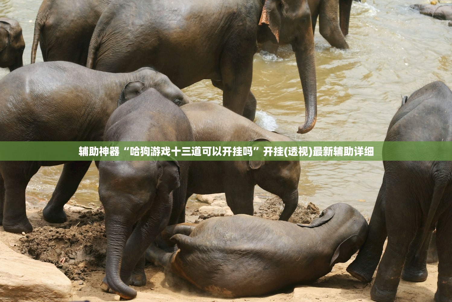 辅助神器“哈狗游戏十三道可以开挂吗”开挂(透视)最新辅助详细