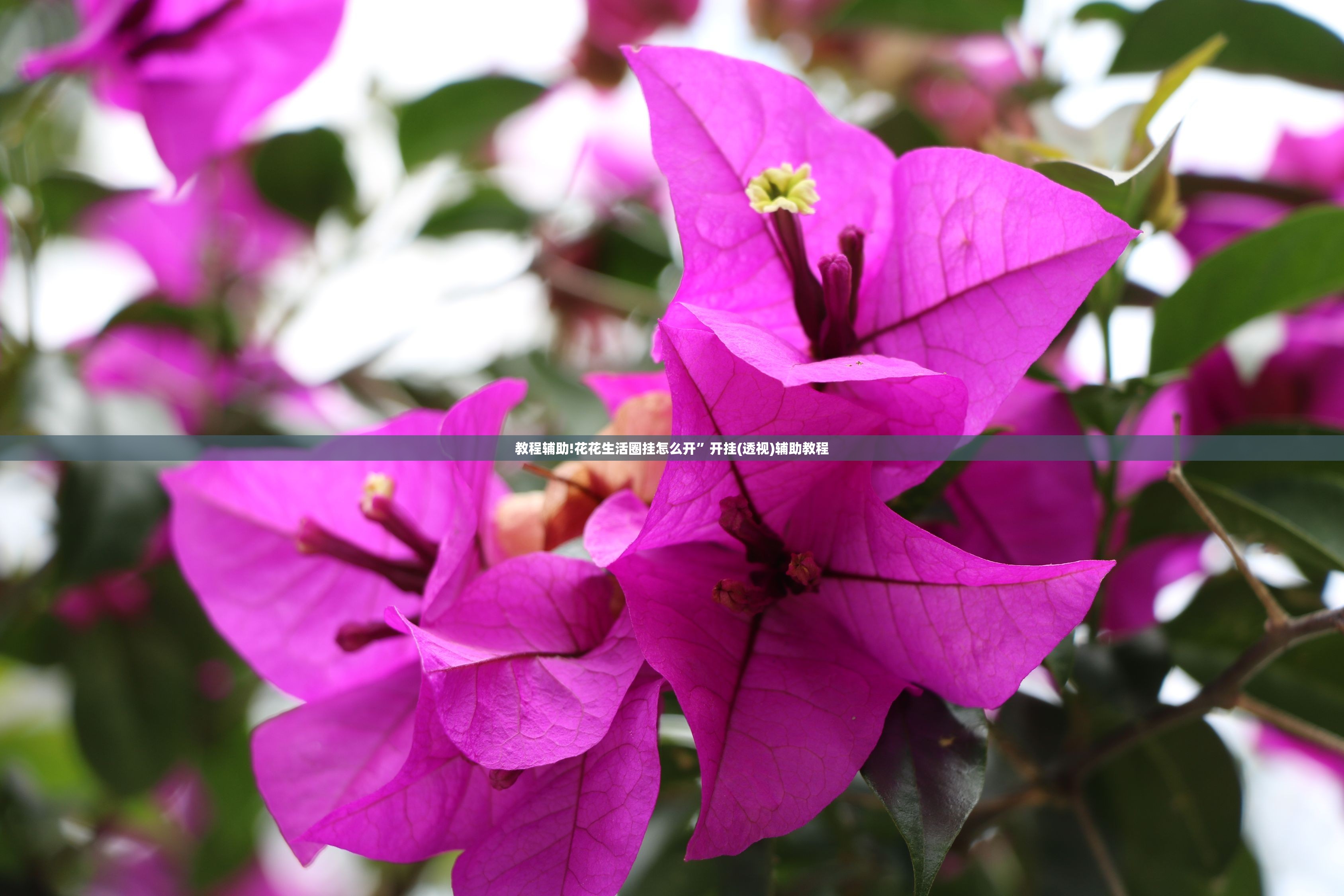 教程辅助!花花生活圈挂怎么开	”开挂(透视)辅助教程