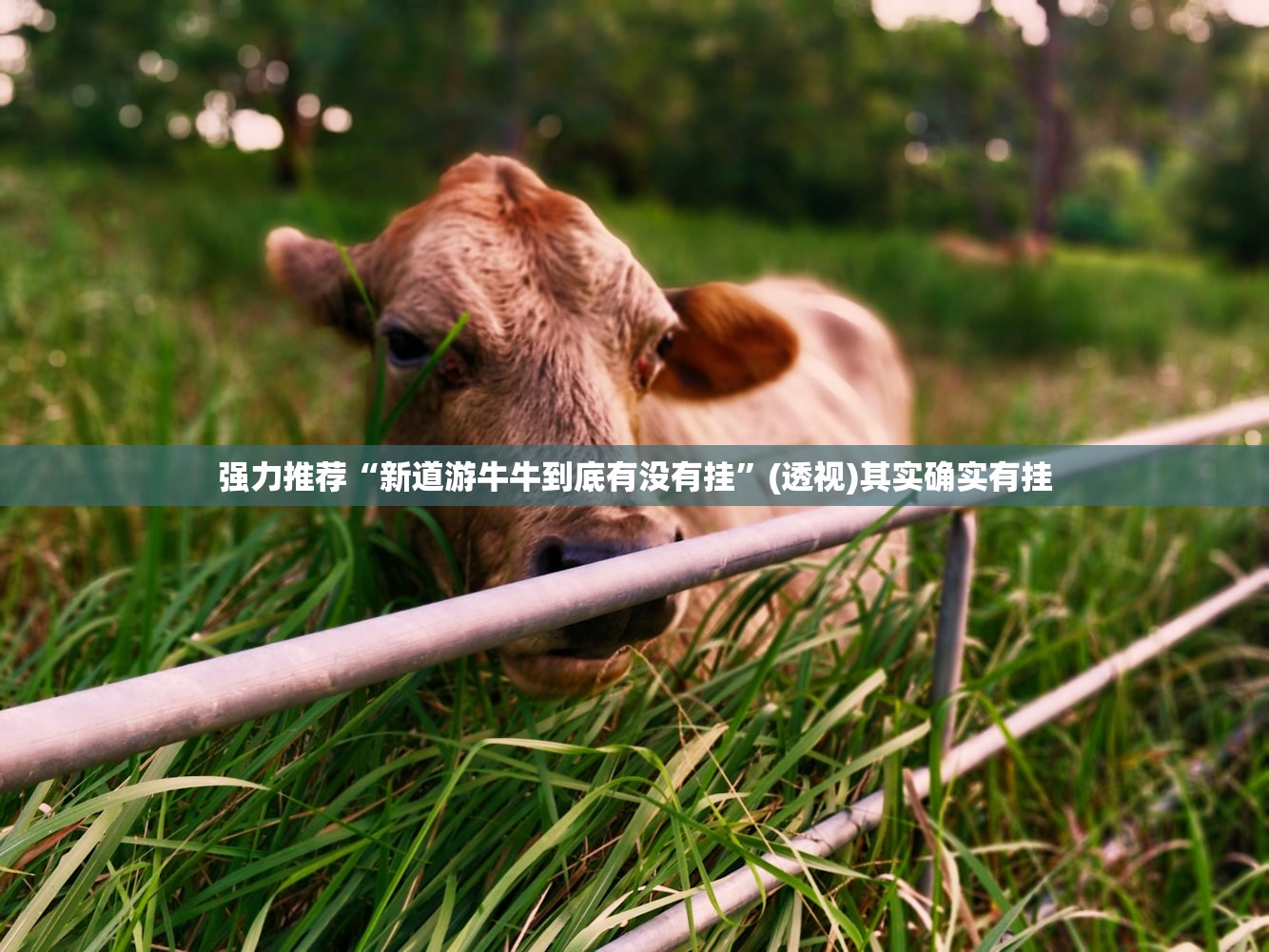 强力推荐“新道游牛牛到底有没有挂”(透视)其实确实有挂