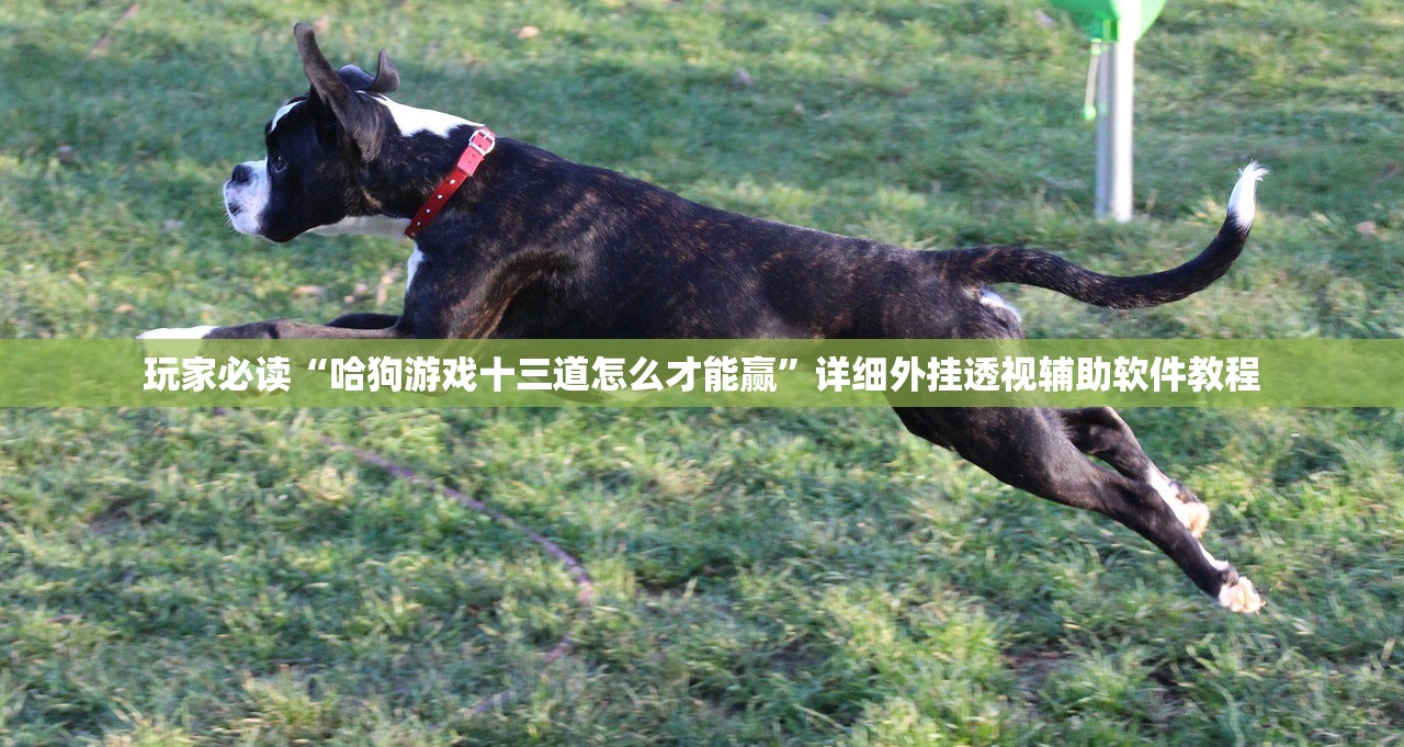 玩家必读“哈狗游戏十三道怎么才能赢”详细外挂透视辅助软件教程