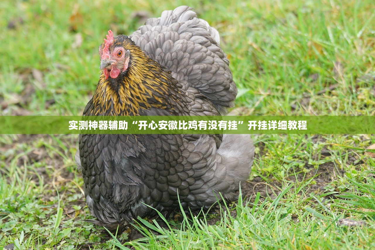 实测神器辅助“开心安徽比鸡有没有挂”开挂详细教程