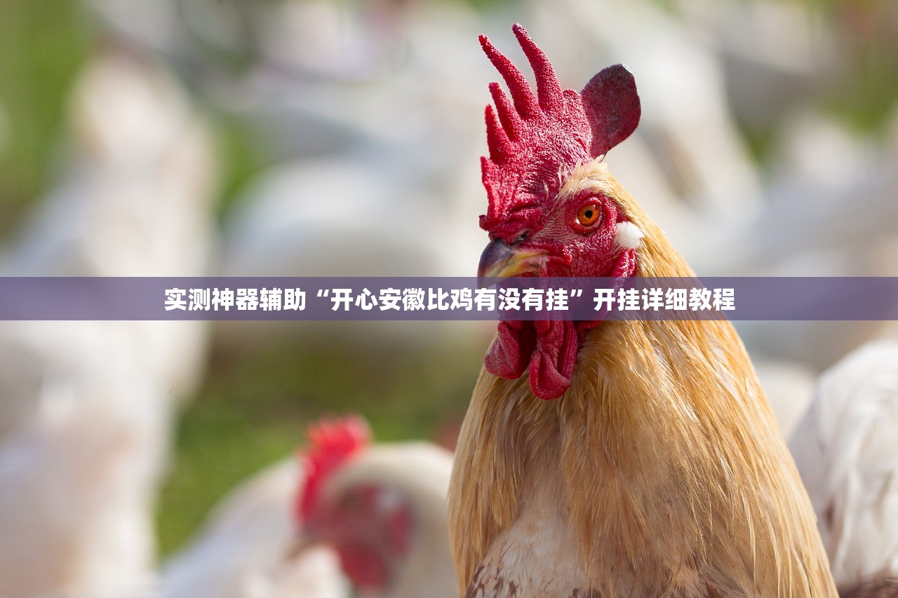 实测神器辅助“开心安徽比鸡有没有挂”开挂详细教程