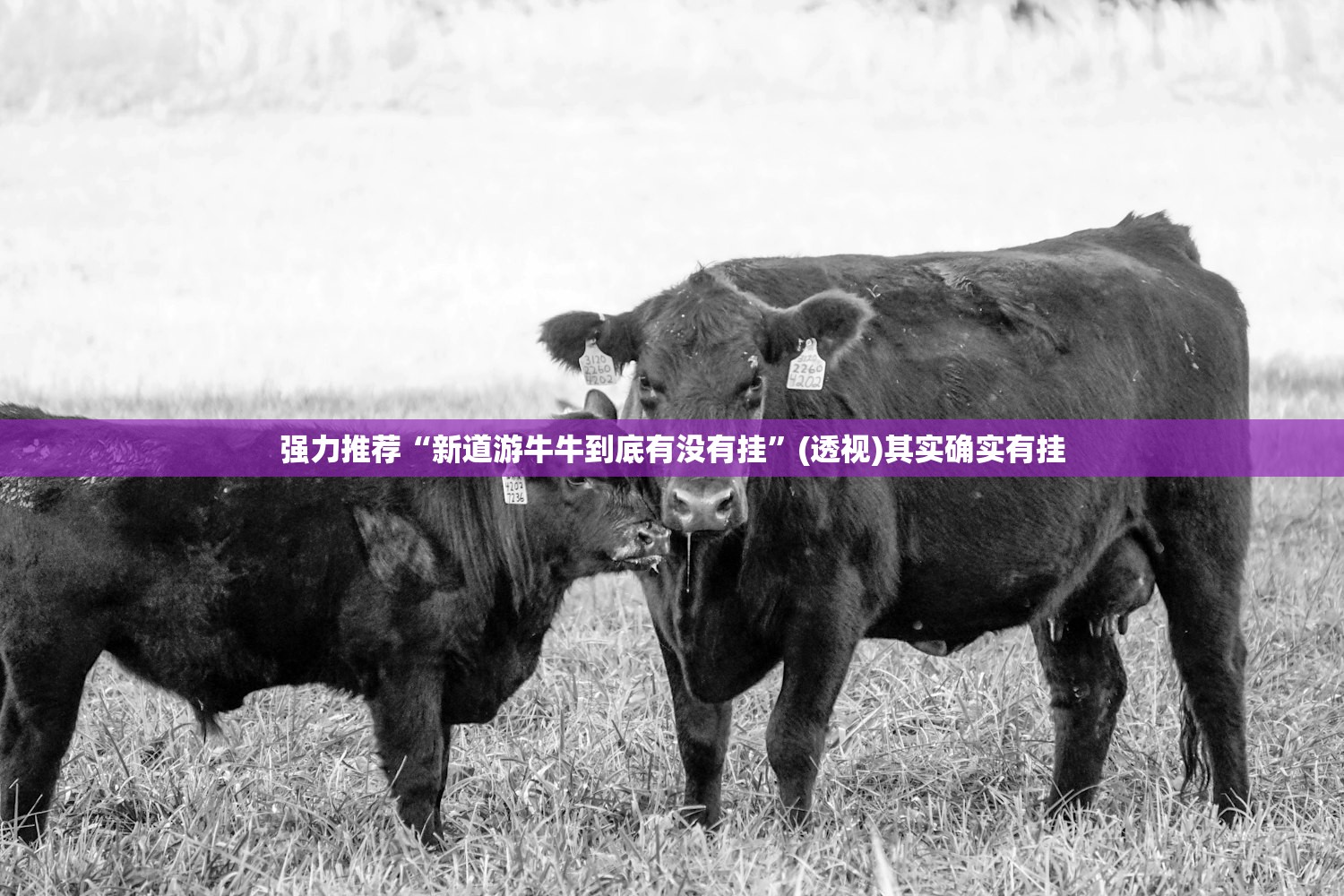 强力推荐“新道游牛牛到底有没有挂	”(透视)其实确实有挂